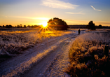 Genießen Sie die idyllische Landschaft der Lüneburger Heide bei einem Spaziergang.
