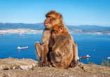Berberaffe auf dem Felsen von Gibraltar
